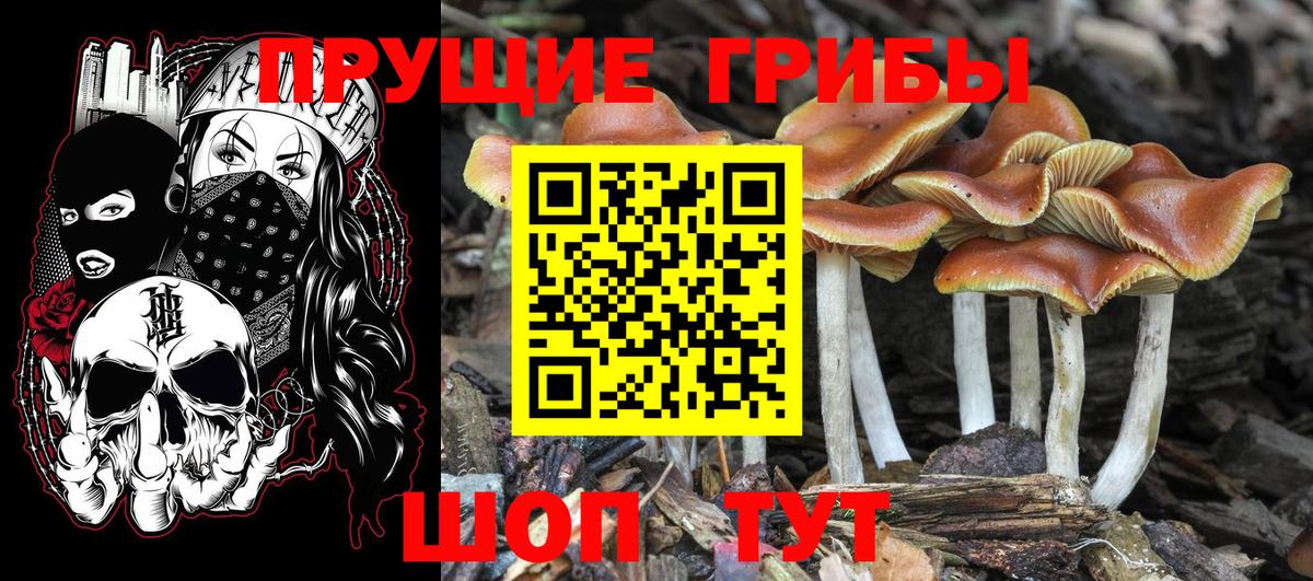 Новочеркасск  Галлюциногенные грибы Magic Shrooms  где купить наркоту  Вход с VPN  Галлюциногенные грибы MAGIC MUSHROOMS 